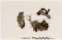 藏品(分枝石蕊)的圖片